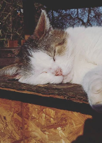 Katzen