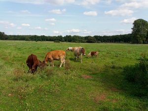 Gnadenhof Tiere