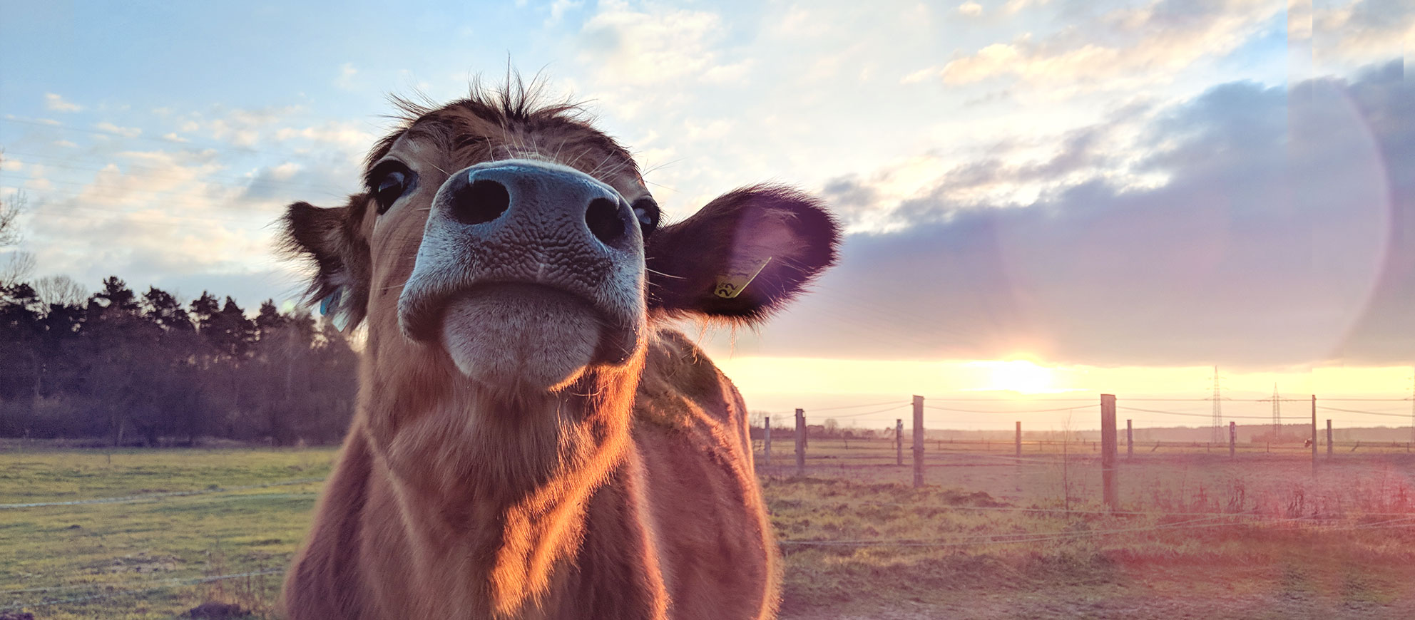 Gnadenhof und Tierschutz Anam Cara