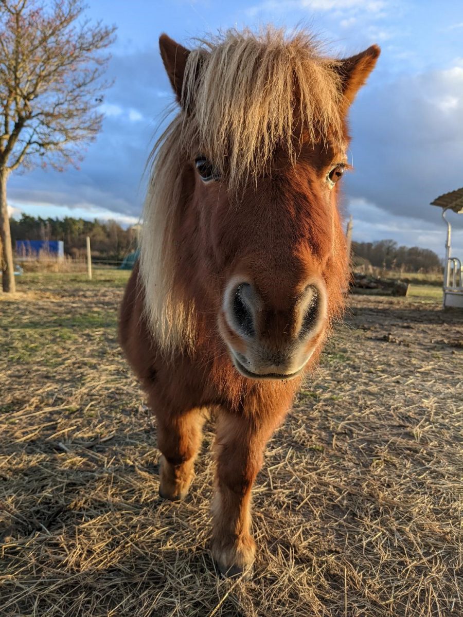 Merida