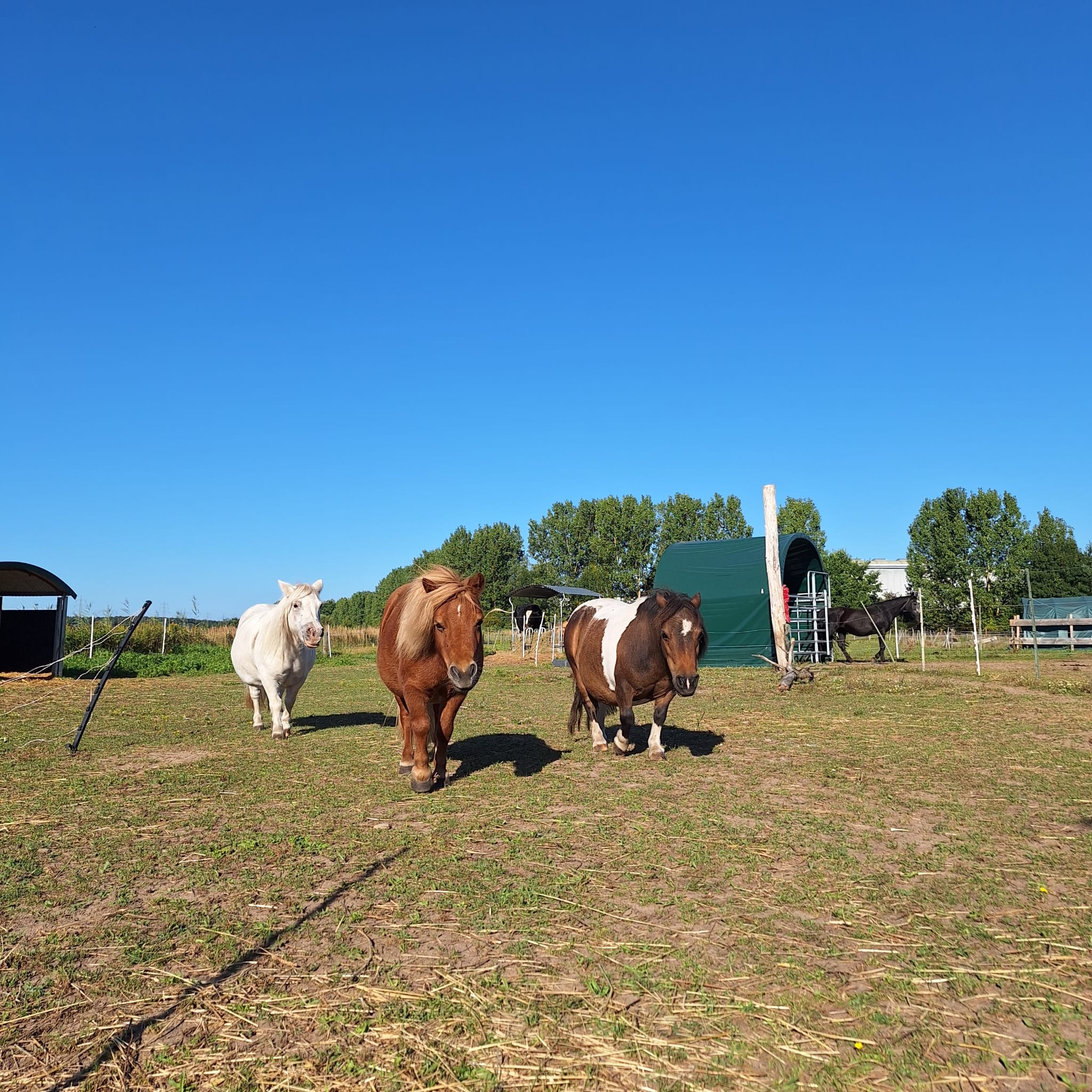 Warum wir auf unserem Lebenshof nicht reiten