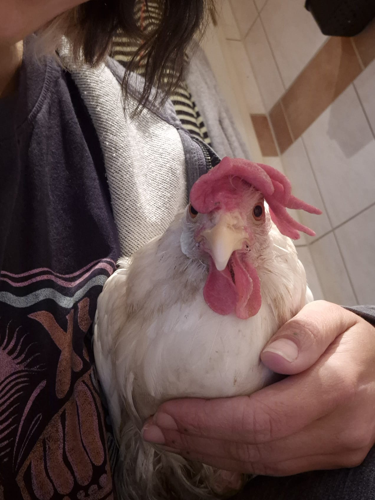 Nora – Warum Hühner wie sie nie hätten geboren werden dürfen