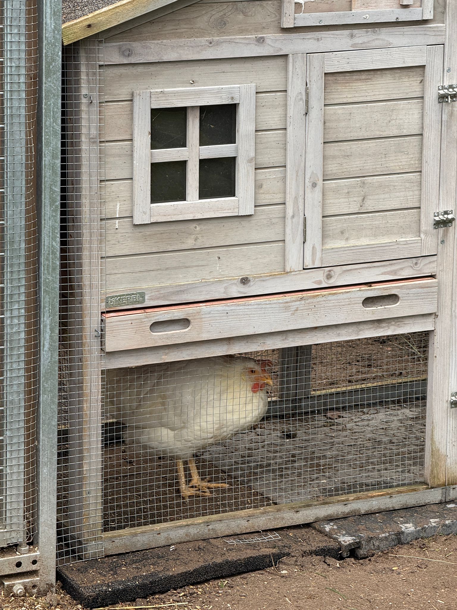 Wenn die Hühner plötzlich Stubenarrest haben
