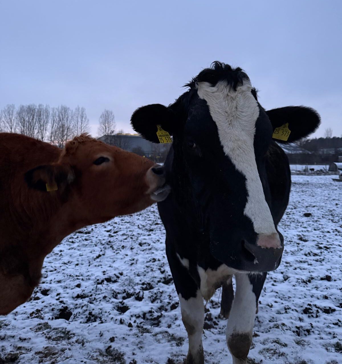 Winter am Lebenshof – Lottis Zeit der leisen Fürsorge